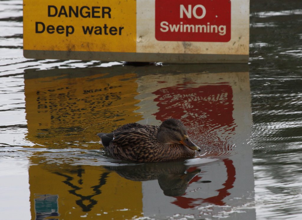 Proof That Ducks Cant Read!! Female Mallard (Anas platyrhynchos), Ватерлоо