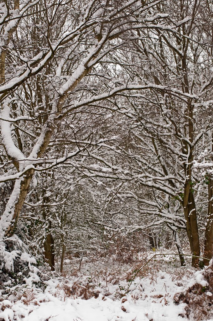 Snow in Wokingham, Вокингем