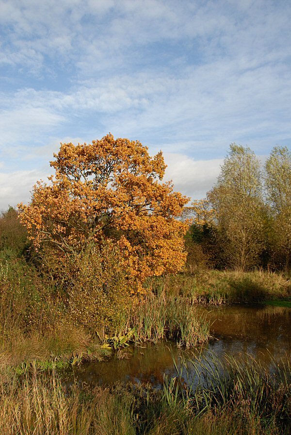 Autumn Pond, Голборн