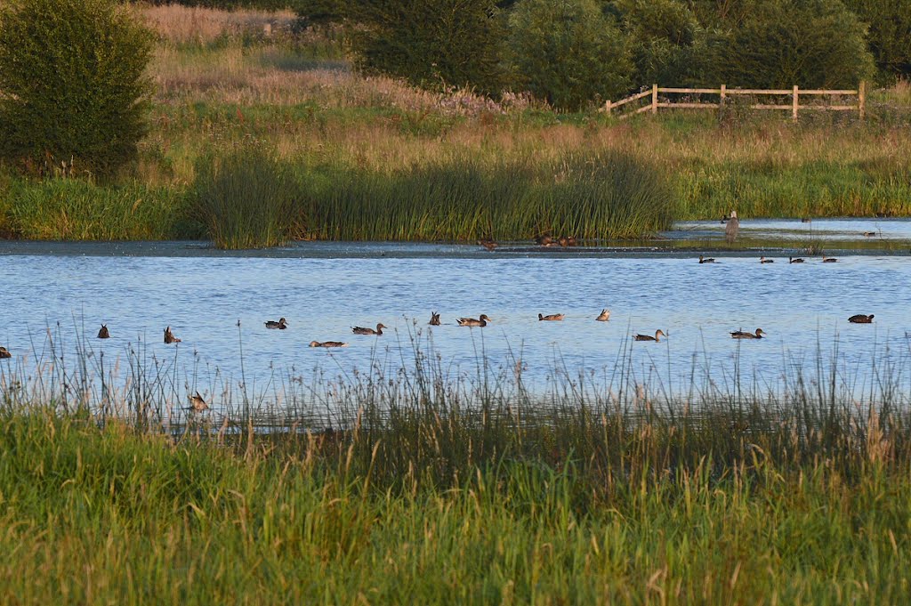 Lightshaw ducks, Голборн