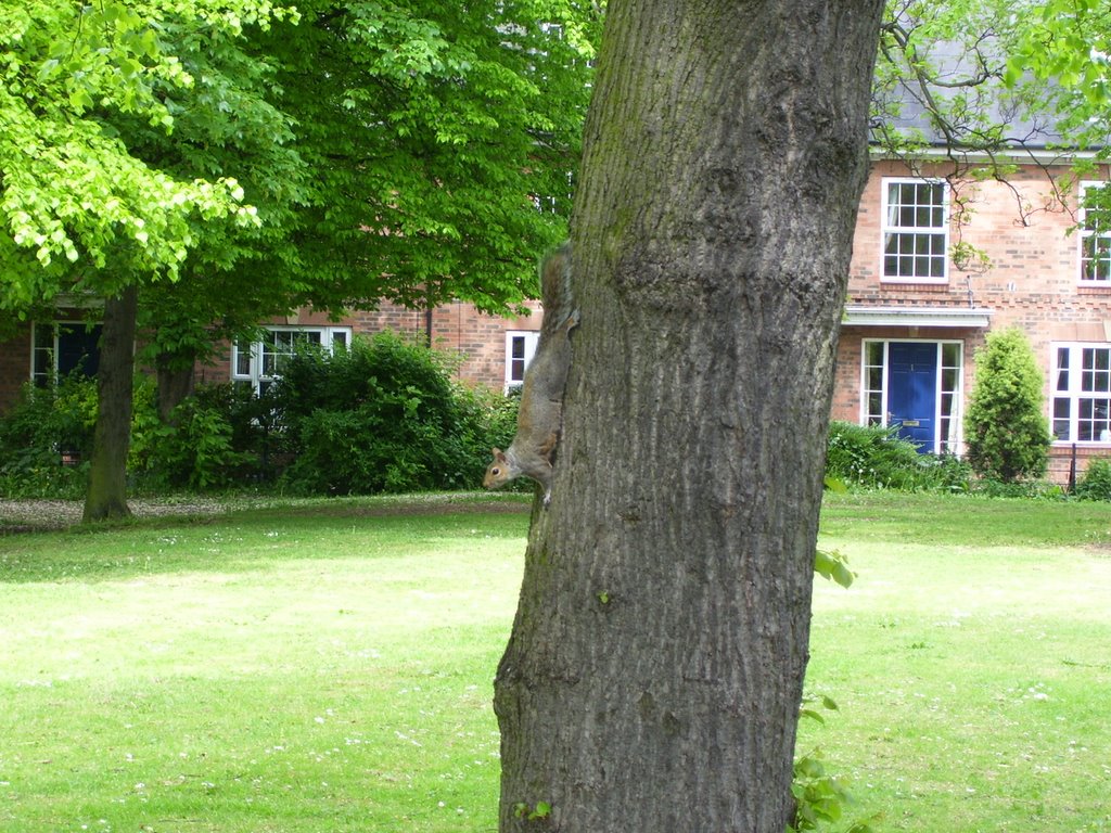 Squirral in Brighowgate Grimsby, Гримсби