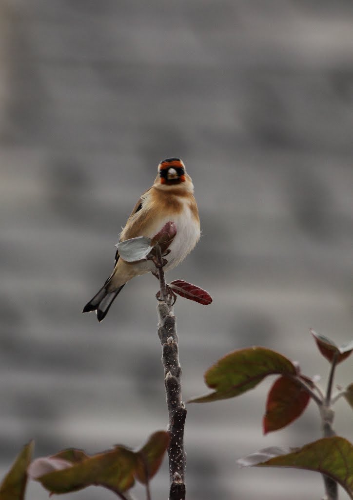 goldfinch, Грисби