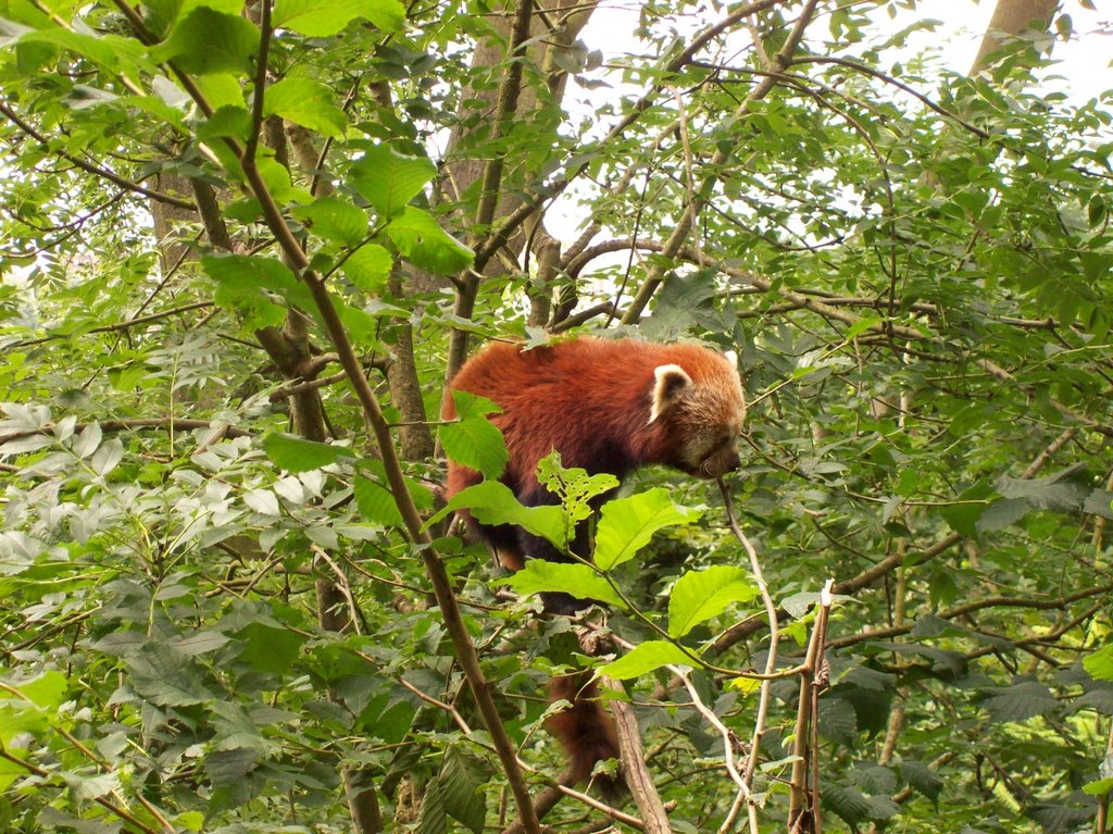 Red panda, Дадли