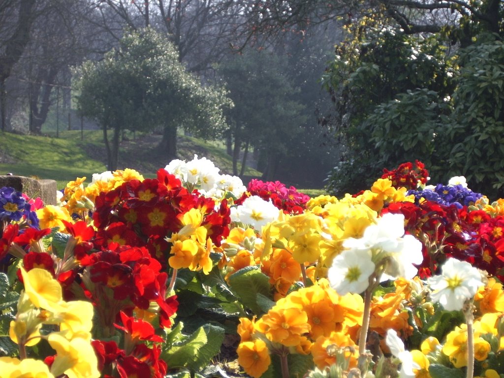 Flowers in Springtime, Connaught Park, Dover, Kent, England, United Kingdom, Дувр