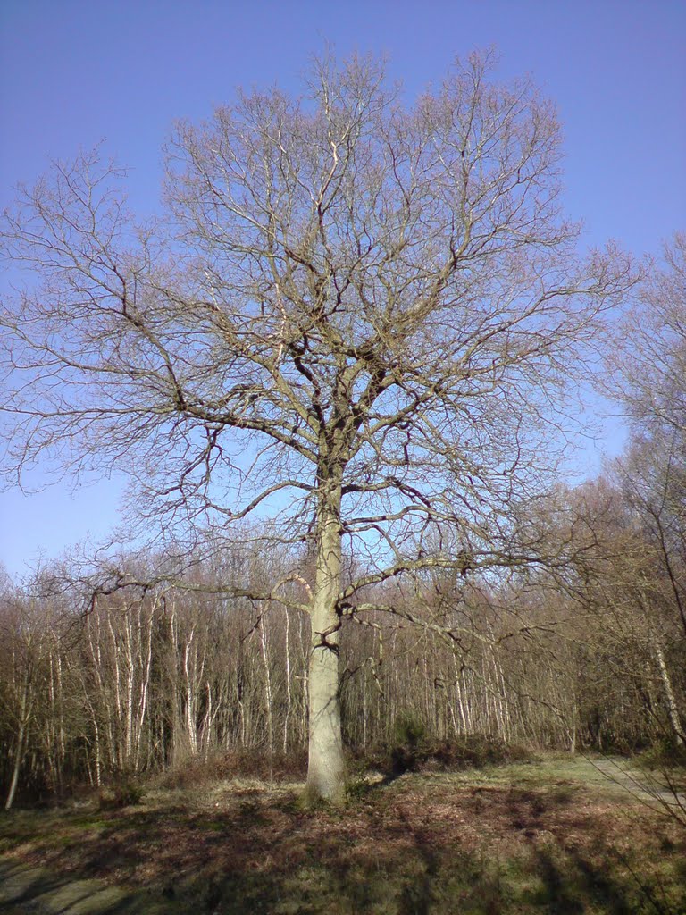 A fine oak tree in midwinter in Ashplats Woods. www.ashplats.org, Ист-Гринстед