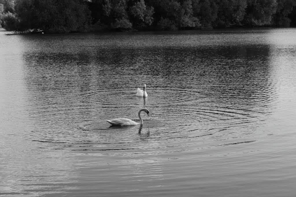 swans, Карлтон
