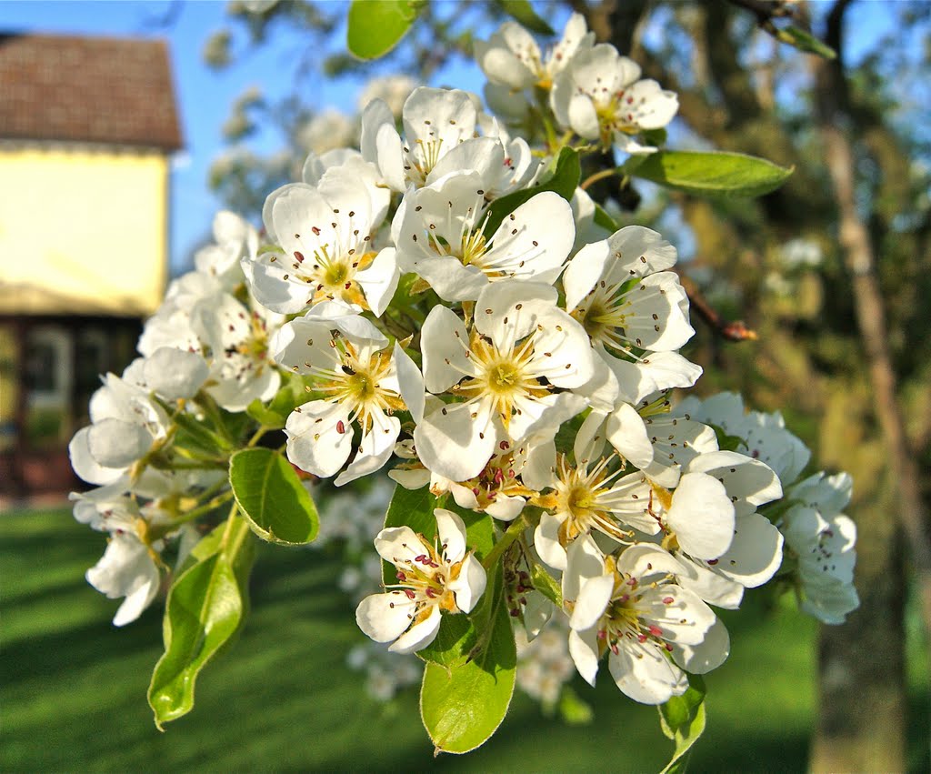 Pear Blossom at Carlton Hall Farm, Карлтон