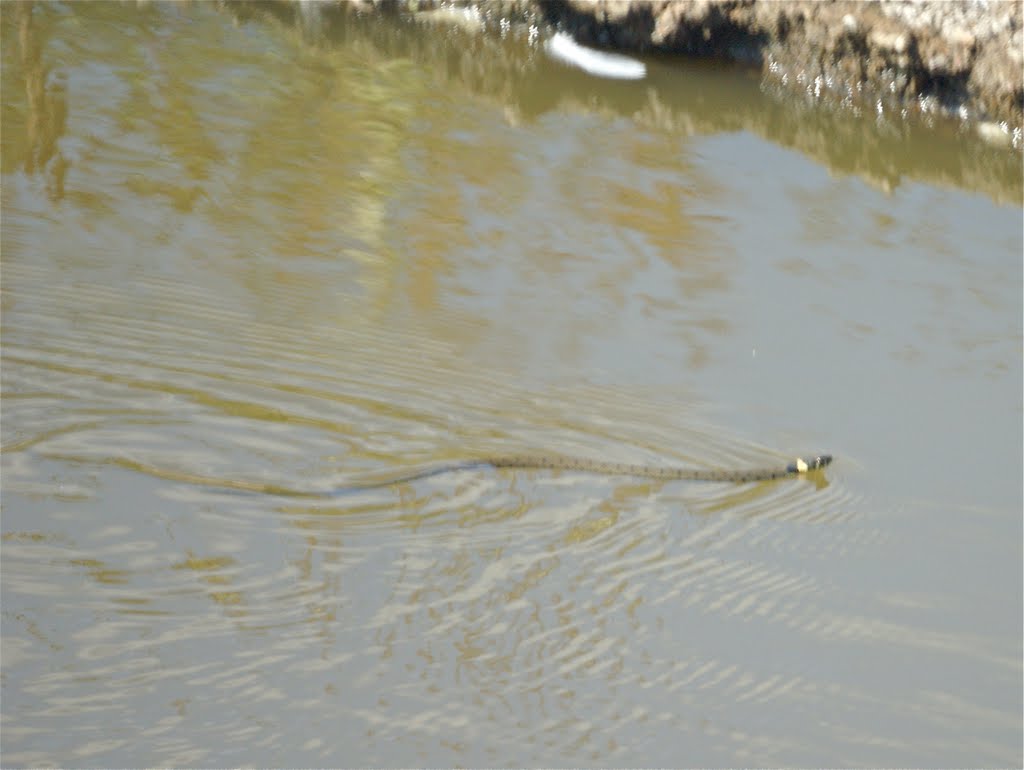 Grass Snake in the Pond, Карлтон