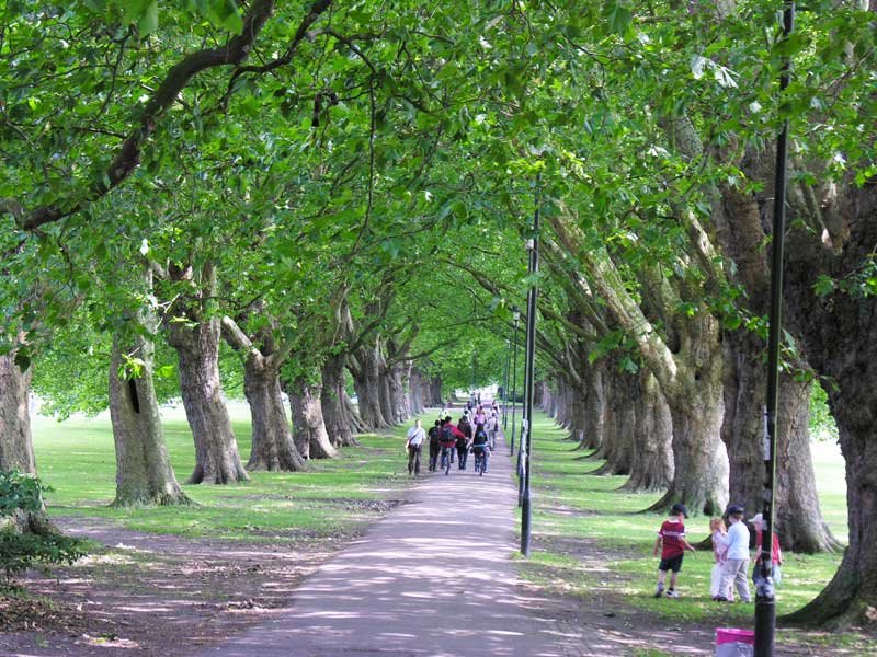 Under the trees, Кембридж
