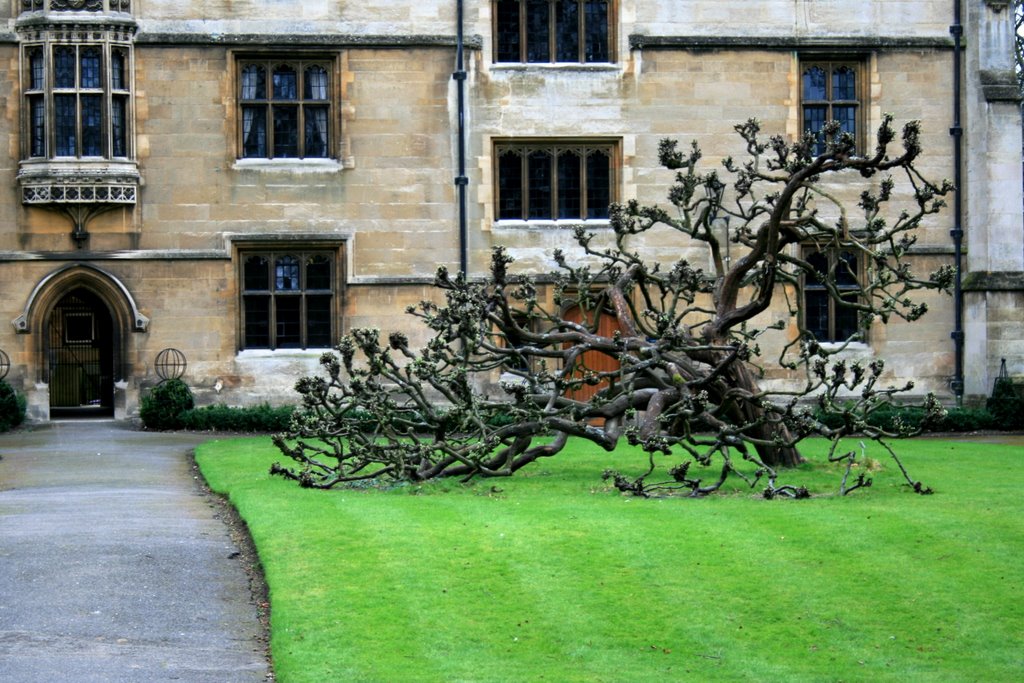 Kings College - Seating Tree, Кембридж