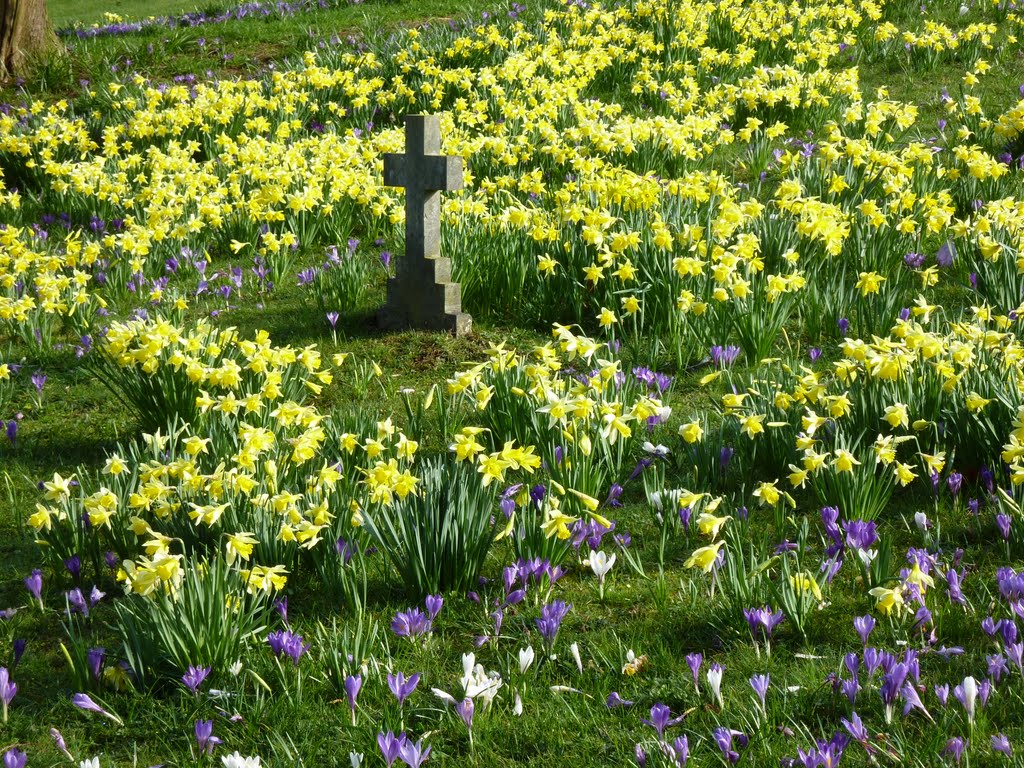 Spring Flowers in Kendal Cemetery., Кендал