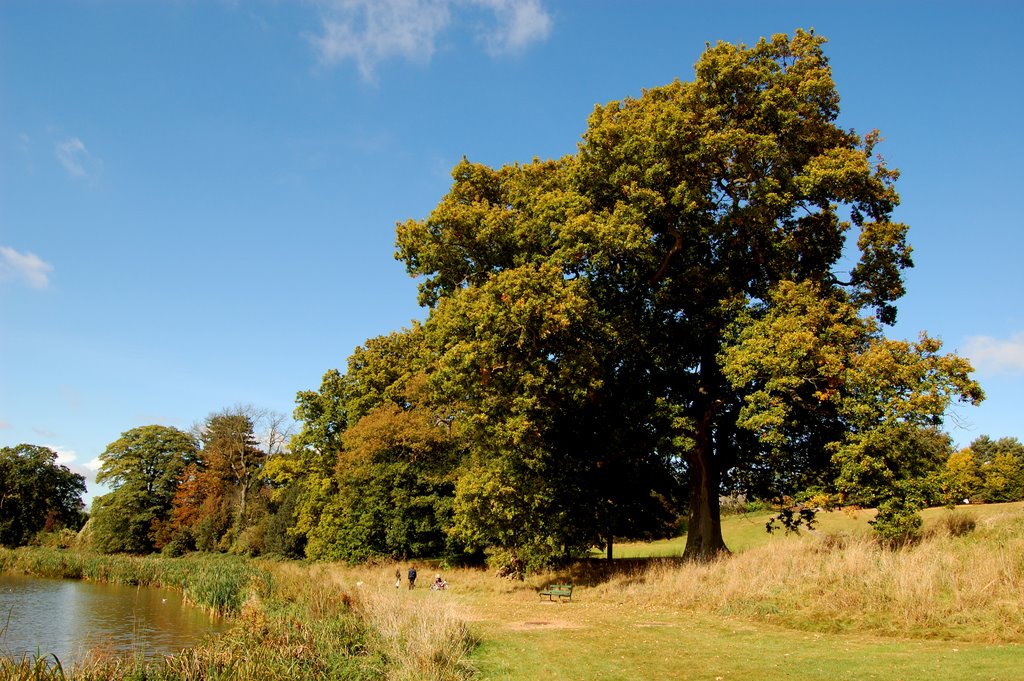Old oak trees next to the lake in Abbey fields,Kenilworth, Кенилворт