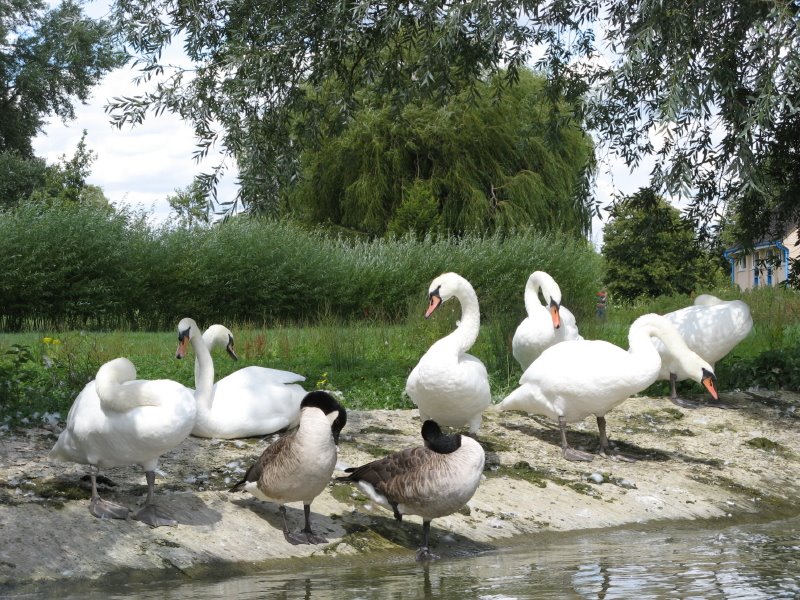 Swans from Wicksteed Park Lake, Кеттеринг