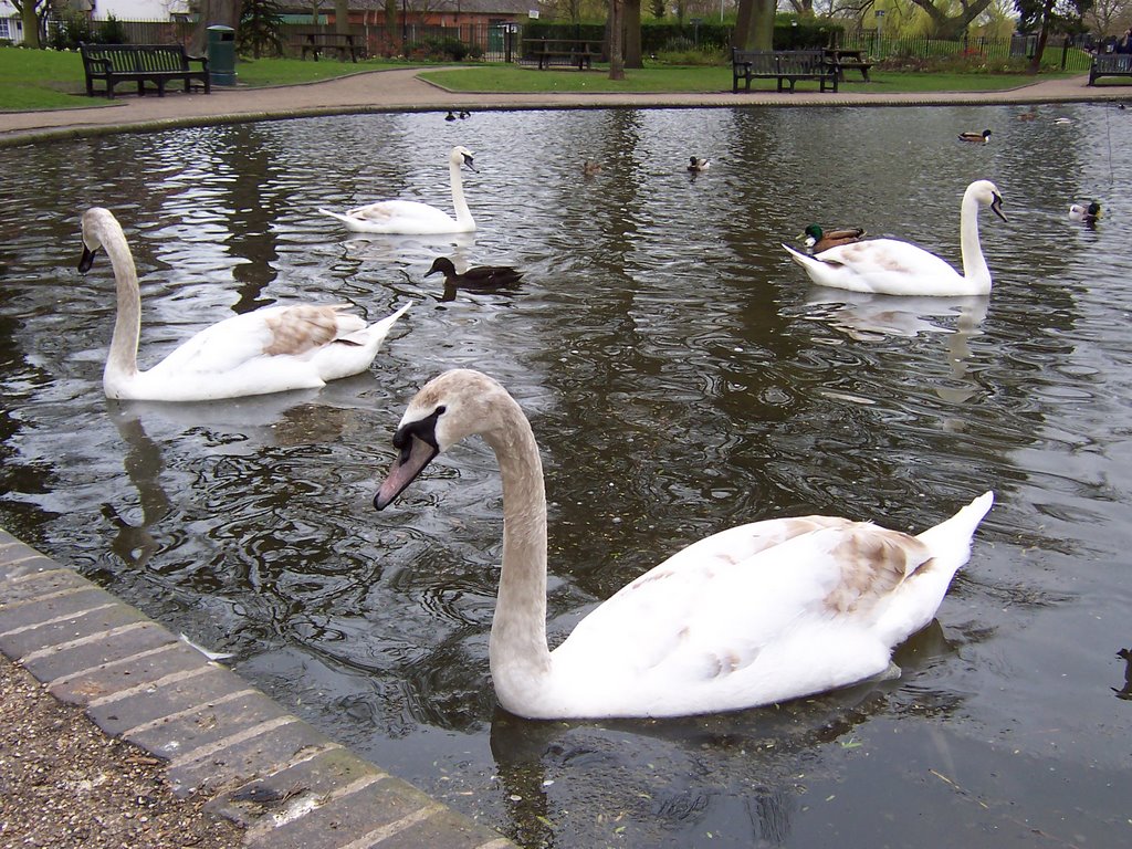 Swans in Colchester, Колчестер