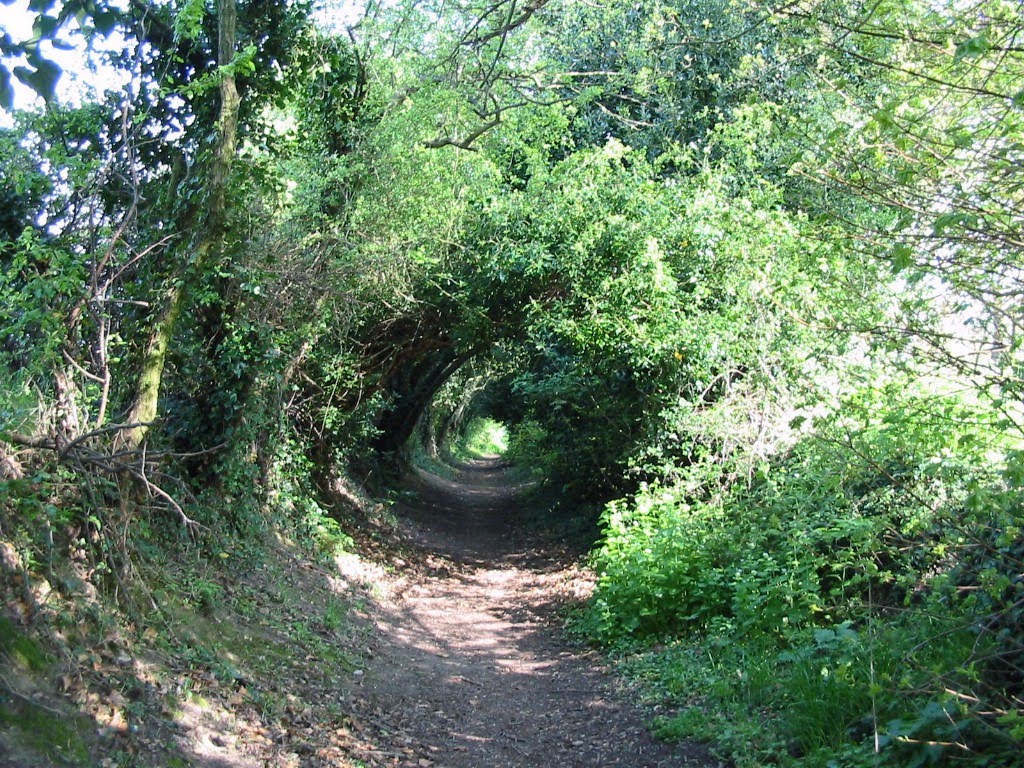 Leafy tunnel, Колчестер