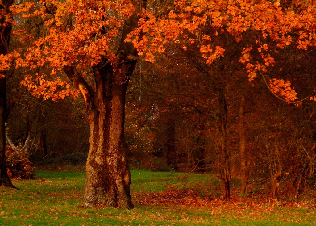 Autumn Colours in Corby, Корби