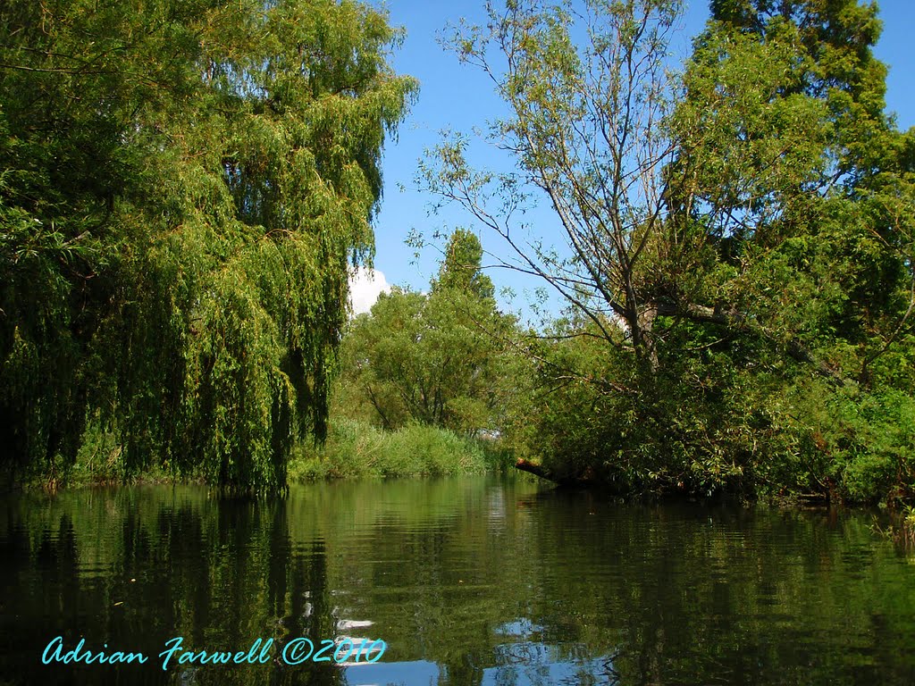 Avon near Christchurch - Willows and Ripples, Кристчерч