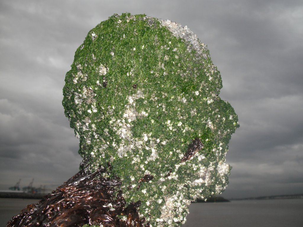 Seaweed Man!, Кросби