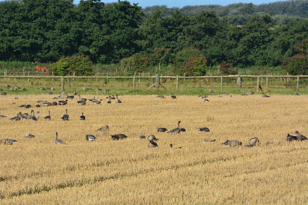 Pink-footed Geese, Кросби