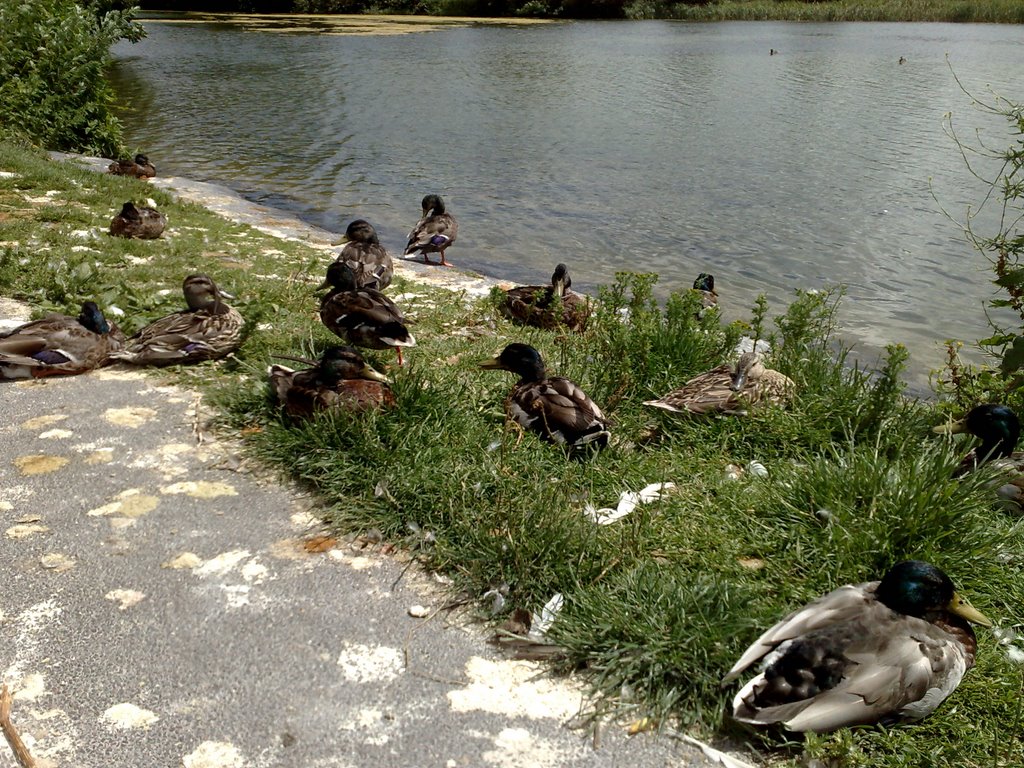 Duck Stop, Литерхед