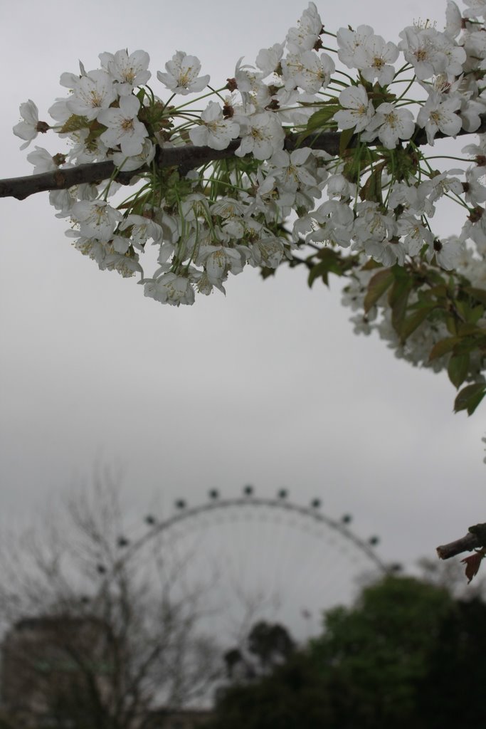 Grey Eye Blossom, Лондон