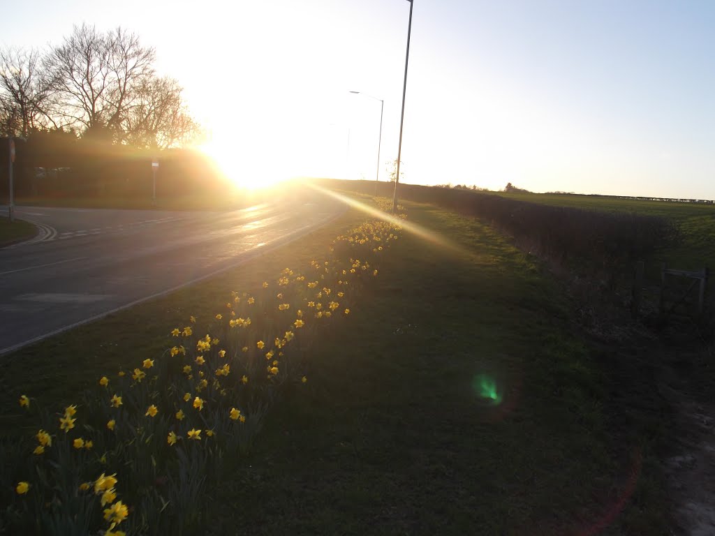 Daffodil sunset, Майденхед
