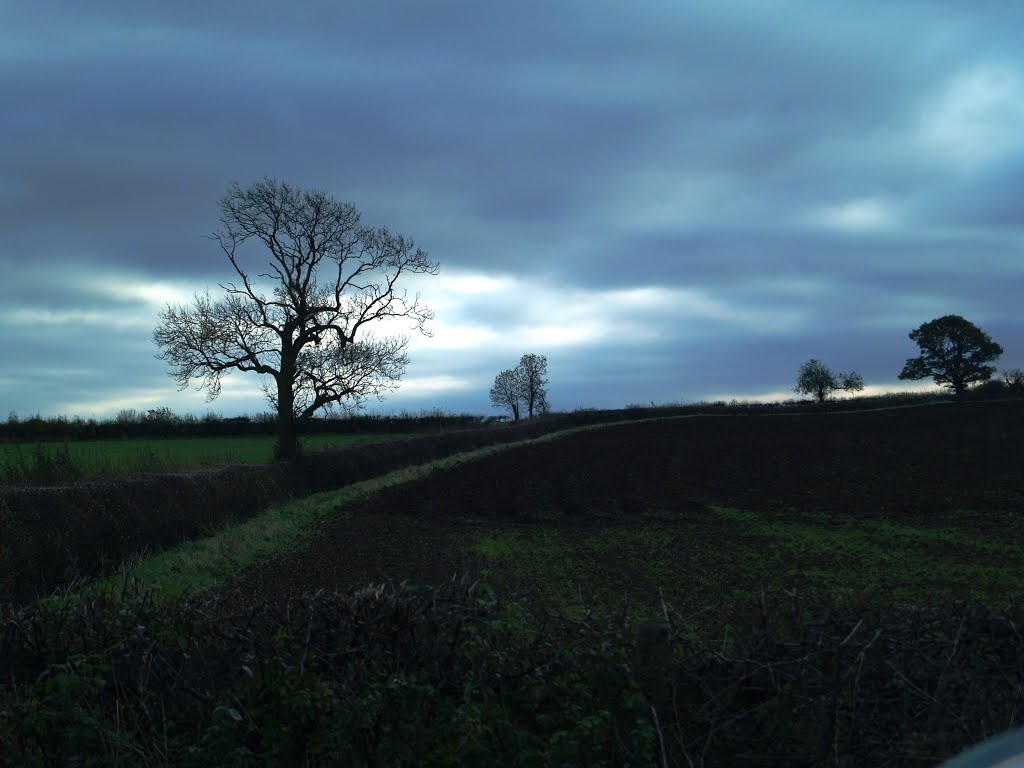 Trees on the field boundry near Sibson., Норвич