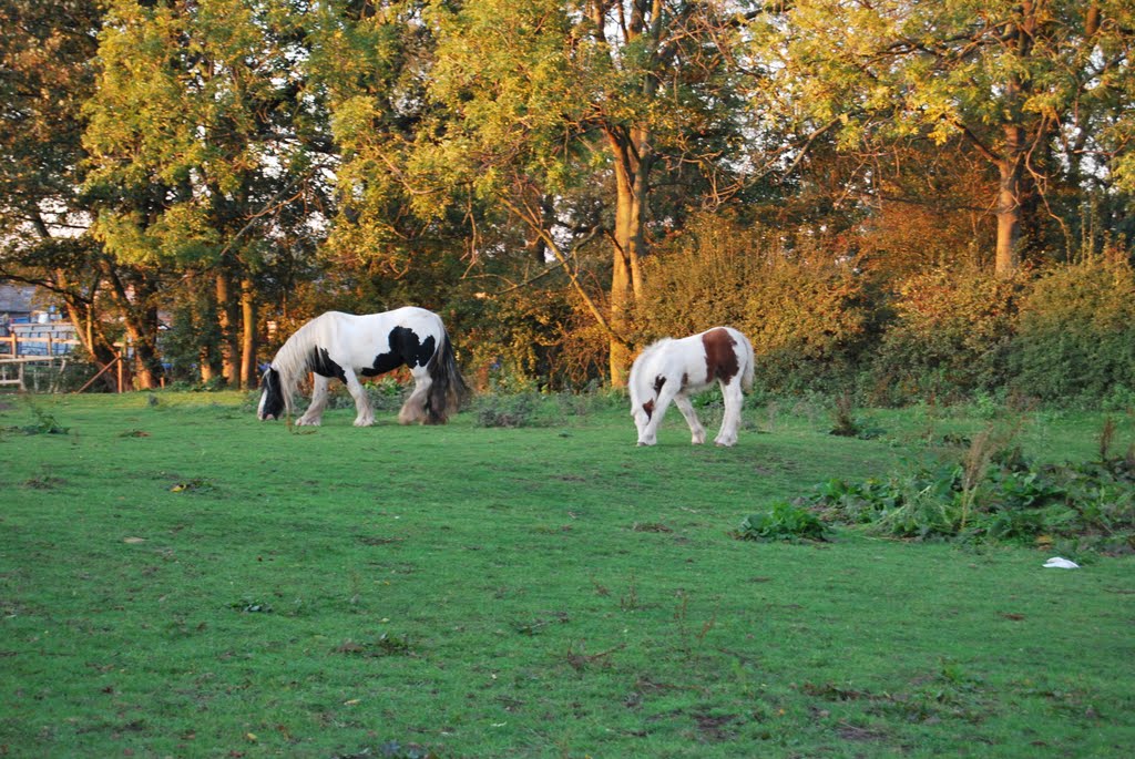 Horses,Newark-on Trent,England, Ньюарк
