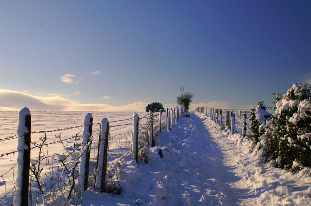 Isle of Wight Snow, Ньюпорт