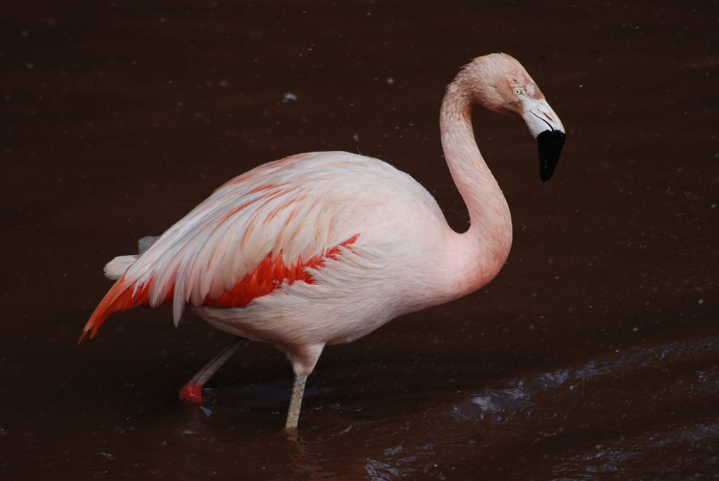 Pretty Flamingo, Пайнтон