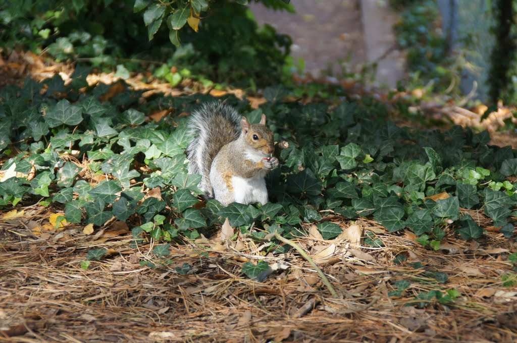 Squirrel, Пайнтон