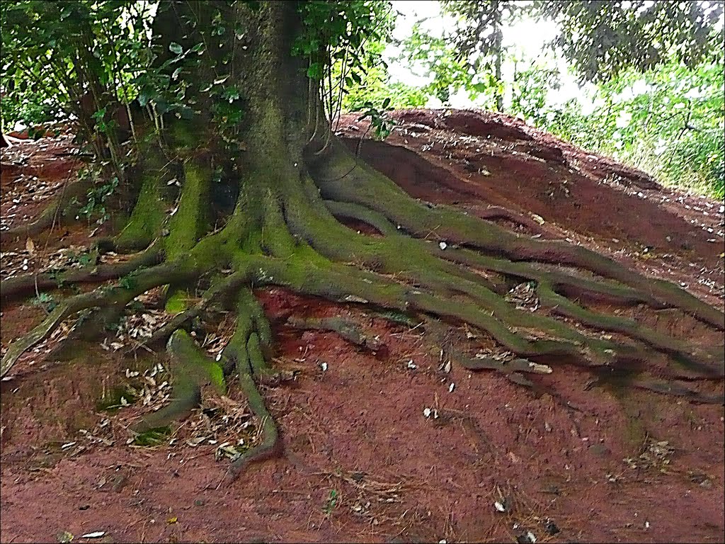 Roots., Пайнтон