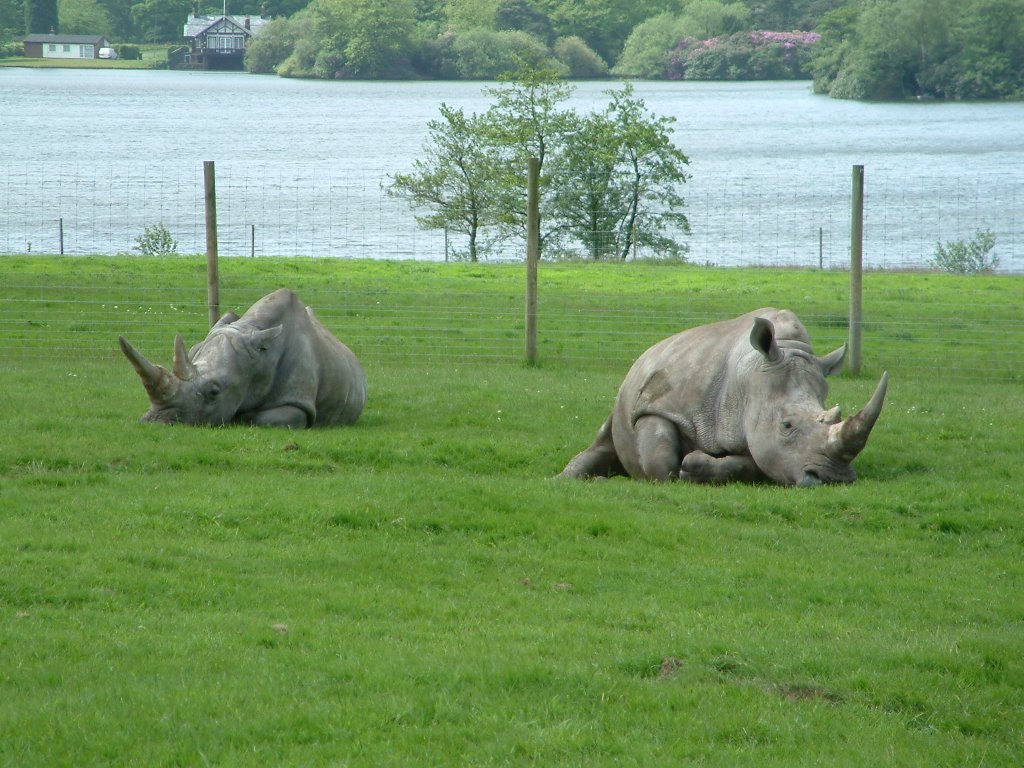 Rhinos at Knowsley Safari park, Прескот