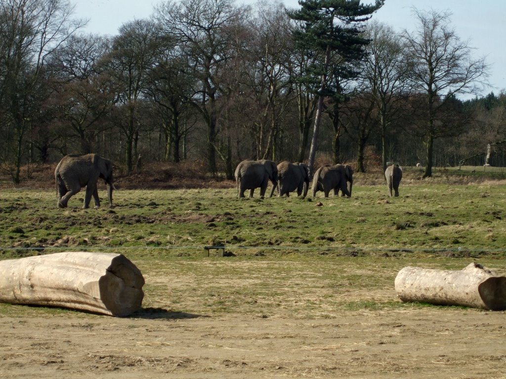Knowsley Safari Park - Elephants, Прескот
