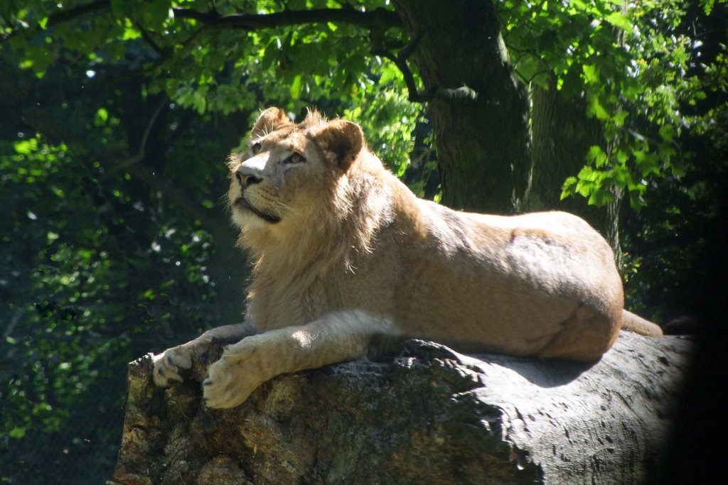Lion at Knowsley Park, Прескот