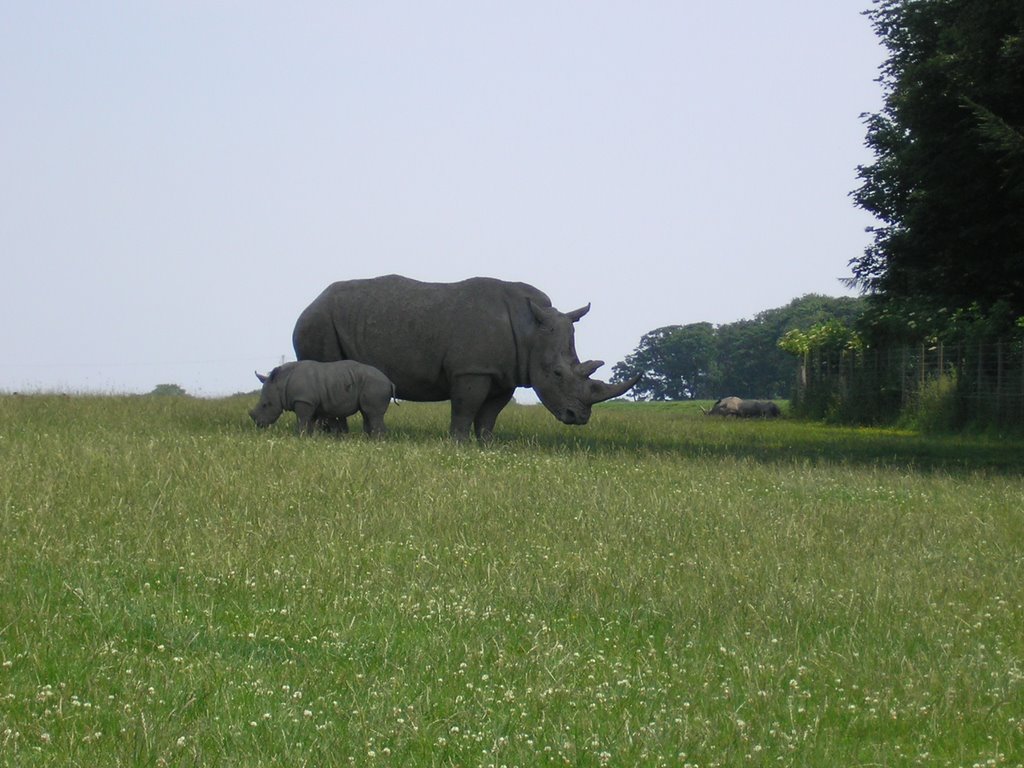 Rhinos in Knowsley Safari Park, Прескот