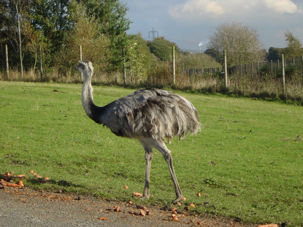 An EMU, Прескот