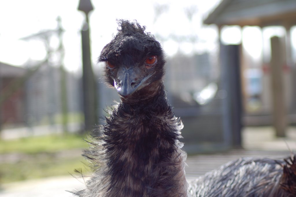 Emu at Knowsley Safari Park, Прескот