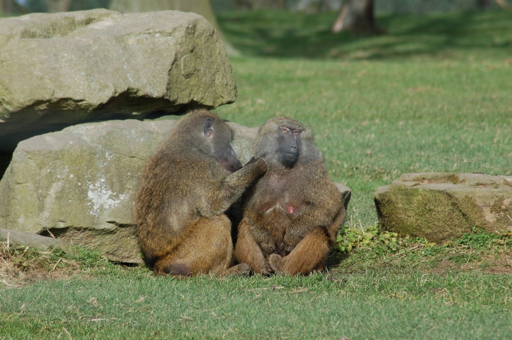 Baboons at Knowsley Safari Park, Прескот