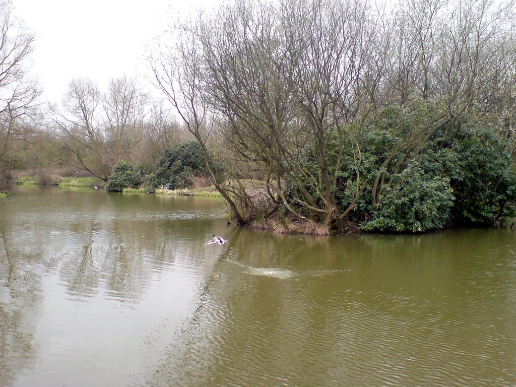 Pond at Carr Lane, Huyton, Прескот