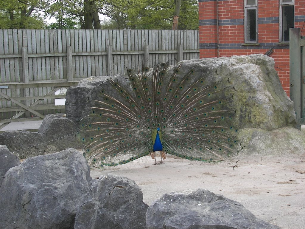 Peacock Dancing, Прескот