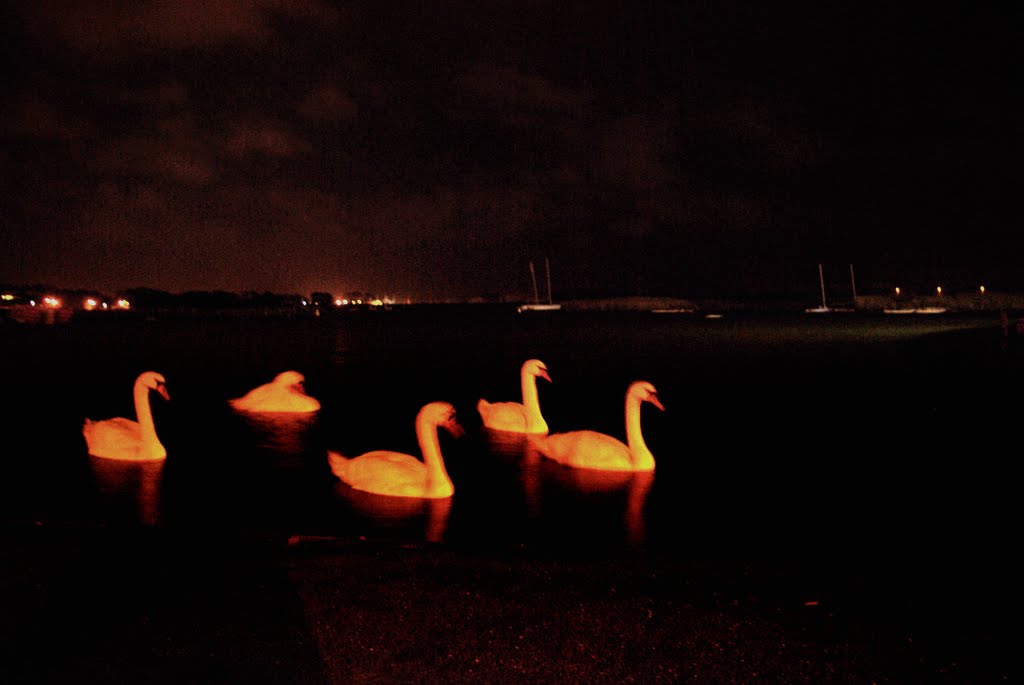 Poole park swans by night, Пул