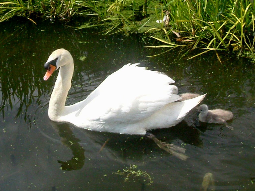 swan and chicks bury bolton canal, Радклифф