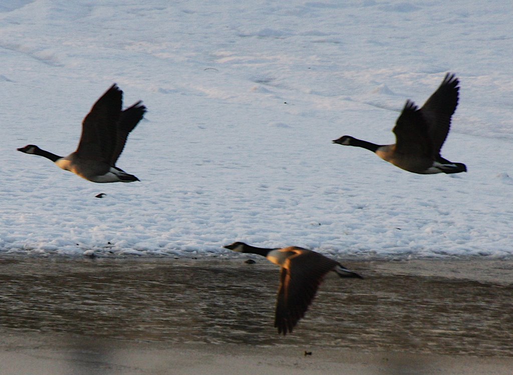Geese over the reservoir, Радклифф