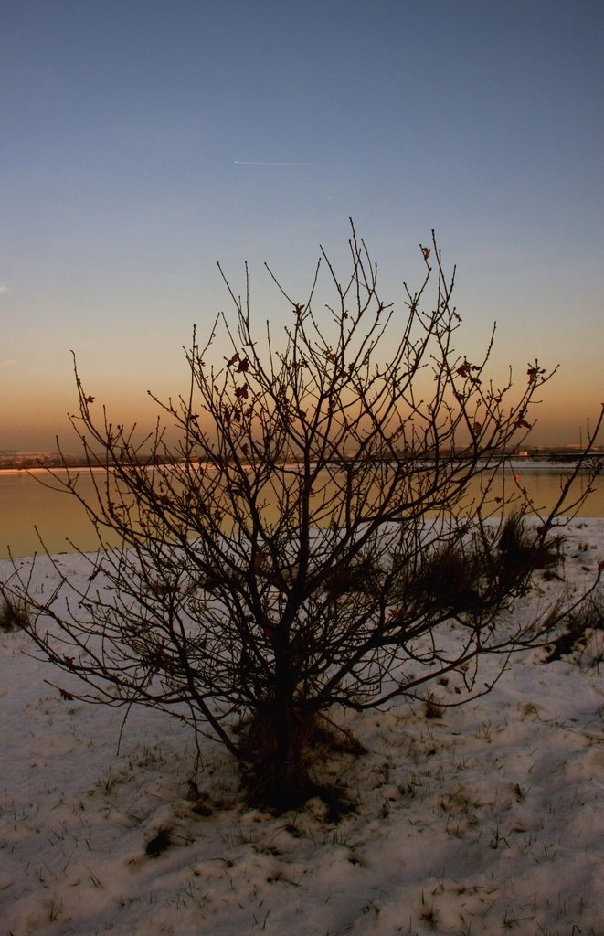 Winter bush, Радклифф