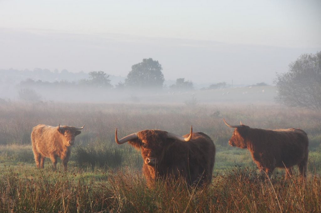 A fold of Highland Cattle near Bury, Радклифф