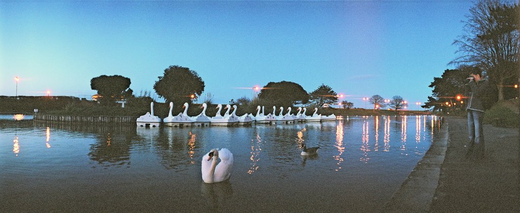 Swans at Dusk, Райд