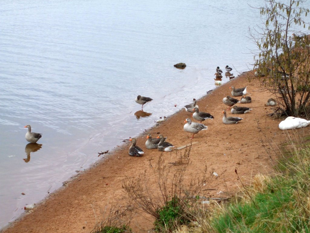 Geese by the Ship Canal, Ранкорн
