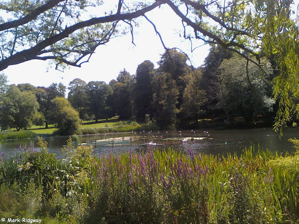 Priory Park Lake (3), Рейгейт