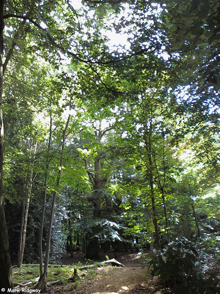 Woodland in Priory Park (1), Рейгейт